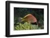 Freckled Hawfish-Hal Beral-Framed Photographic Print