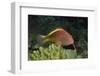 Freckled Hawfish-Hal Beral-Framed Photographic Print