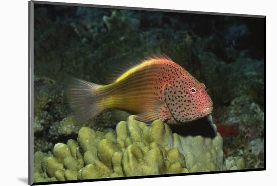 Freckled Hawfish-Hal Beral-Mounted Photographic Print