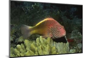 Freckled Hawfish-Hal Beral-Mounted Photographic Print