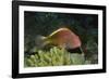 Freckled Hawfish-Hal Beral-Framed Photographic Print