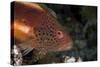 Freckled Hawkfish (Paracirrhites Forsteri) a Reef Fish That Feeds on Small Fish and Shrimps-Louise Murray-Stretched Canvas