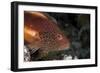 Freckled Hawkfish (Paracirrhites Forsteri) a Reef Fish That Feeds on Small Fish and Shrimps-Louise Murray-Framed Photographic Print