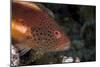 Freckled Hawkfish (Paracirrhites Forsteri) a Reef Fish That Feeds on Small Fish and Shrimps-Louise Murray-Mounted Photographic Print