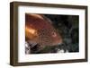 Freckled Hawkfish (Paracirrhites Forsteri) a Reef Fish That Feeds on Small Fish and Shrimps-Louise Murray-Framed Photographic Print