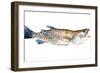 Freckled Trout II-Emma Scarvey-Framed Art Print