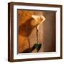 Brown Frame