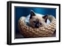 Black Frame