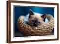Brown Frame
