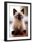 Black Frame
