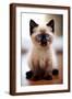 Brown Frame