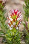 South Cape Town. Protea Flower Close-up-Fred Lord-Photographic Print