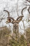 South Londolozi Private Game Reserve. Frontal View of Gnu-Fred Lord-Photographic Print