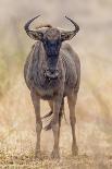 South Londolozi Private Game Reserve. Frontal View of Gnu-Fred Lord-Photographic Print