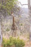 South Londolozi Reserve. Close-up of Giraffe Feeding on Acacia Leaves-Fred Lord-Photographic Print
