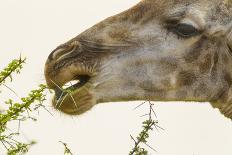 South Londolozi Reserve. Close-up of Giraffe Feeding on Acacia Leaves-Fred Lord-Photographic Print