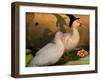 Fred & Lucy Halloween Ducks-sylvia pimental-Framed Art Print