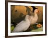 Fred & Lucy Halloween Ducks-sylvia pimental-Framed Art Print