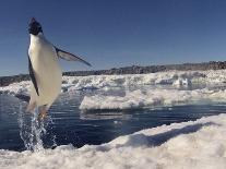 Adelie Penguin (Pygoscelis Adeliae) Leaping from Water, Antarctica. Small Reproduction Only-Fred Olivier-Mounted Photographic Print