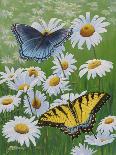 Butterflies and Daisies-Fred Szatkowski-Art Print