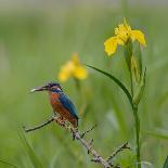 European Kingfisher with Prey with Yellow Iris Flowers-Fred Van Wijk-Framed Stretched Canvas