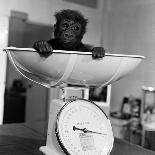 Baby Gorilla, Tips the Scales at 8Lbs 12Ozs 1976-Freddie Reed-Stretched Canvas