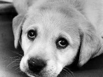 A Labrador puppy, 1978-Freddie Reed O.B.E.-Framed Stretched Canvas