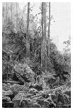 Govett's Leap, Blue Mountains, New South Wales, Australia, 1886-Frederic B Schell-Giclee Print