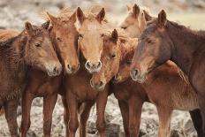 Semi-wild Mongolian horses keeping close in the Mongolian steppes, Mongolia, Central Asia, Asia-Frederic Courbet-Photographic Print