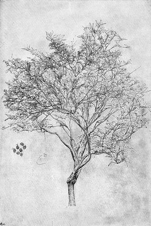 Study of a Lemon Tree, 1899