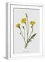 White Frame