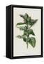 Canvas Black