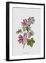Chelsea Black