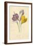 Brown Frame