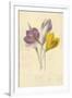 Gramercy White