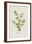 Brown Frame