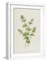 White Frame