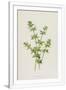 Gramercy White