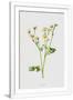 Gramercy White