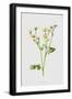 Black Frame