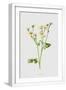 White Frame