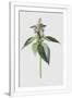 Gramercy White