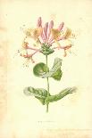 Incomparable Daffodil-Frederick Edward Hulme-Giclee Print