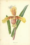 Incomparable Daffodil-Frederick Edward Hulme-Giclee Print