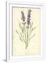 Gramercy White