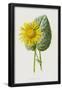 Essential Black