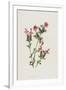 Gramercy White