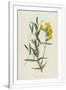 Gramercy White