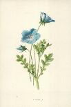 Mountain Anemone-Frederick Edward Hulme-Giclee Print