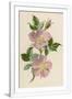 Gramercy White